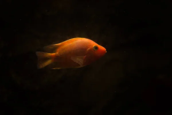 淡水水族館魚血のオウム魚 — ストック写真