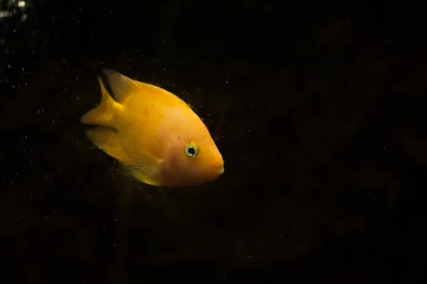 Süßwasser Aquarienfische Blutpapageienfische — Stockfoto