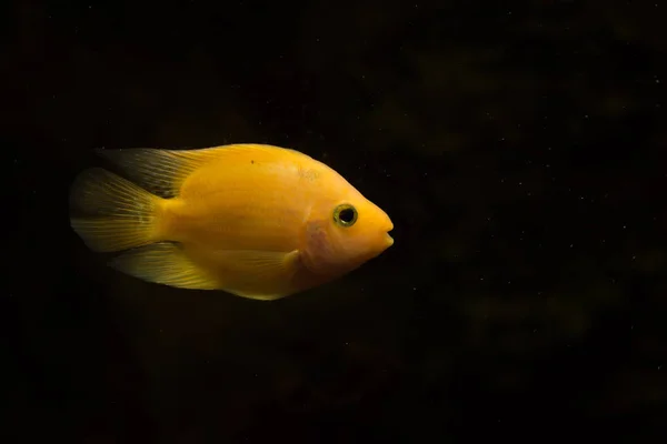 淡水水族館魚血のオウム魚 — ストック写真