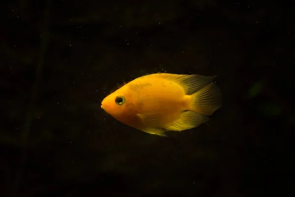 Peixes Aquário Água Doce Peixes Papagaio Sangue — Fotografia de Stock