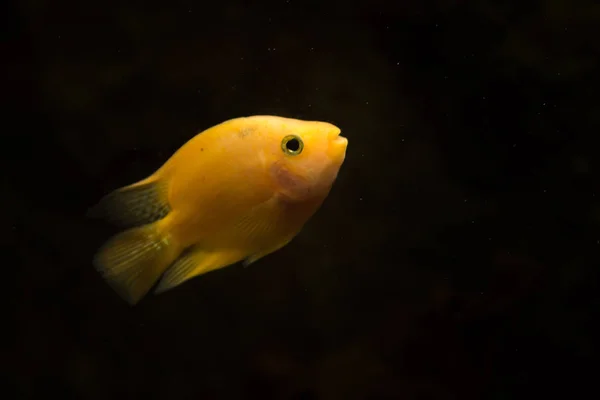 淡水水族馆鱼 血鹦鹉鱼 — 图库照片