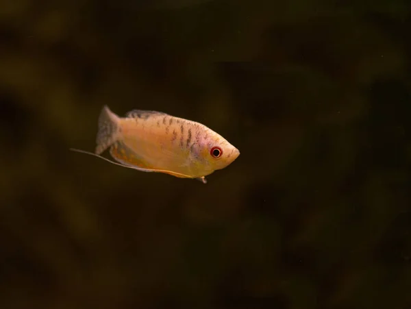 Freshwater Aquarium Fish Gourami Asia Trichopodus — Stock Photo, Image
