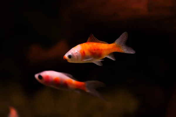 Золотая Рыбка Аквариуме Carassius Auratus Стоковое Фото