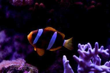 Ocellaris palyaço balığı, Amphiprion ocellaris (ve daha fazlası), ayrıca sahte perküla palyaço balığı ya da sıradan palyaço balığı olarak da bilinir.