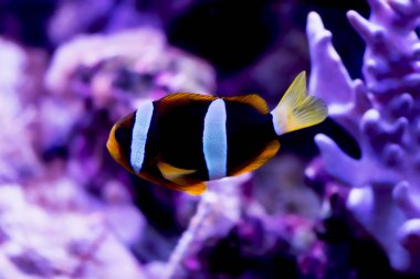 Ocellaris palyaço balığı, Amphiprion ocellaris (ve daha fazlası), ayrıca sahte perküla palyaço balığı ya da sıradan palyaço balığı olarak da bilinir.