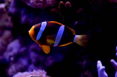 Ocellaris palyaço balığı, Amphiprion ocellaris (ve daha fazlası), ayrıca sahte perküla palyaço balığı ya da sıradan palyaço balığı olarak da bilinir.