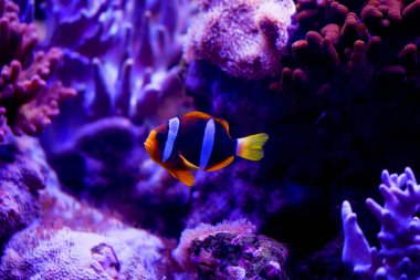 Ocellaris palyaço balığı, Amphiprion ocellaris (ve daha fazlası), ayrıca sahte perküla palyaço balığı ya da sıradan palyaço balığı olarak da bilinir.