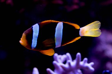 Ocellaris palyaço balığı, Amphiprion ocellaris (ve daha fazlası), ayrıca sahte perküla palyaço balığı ya da sıradan palyaço balığı olarak da bilinir.