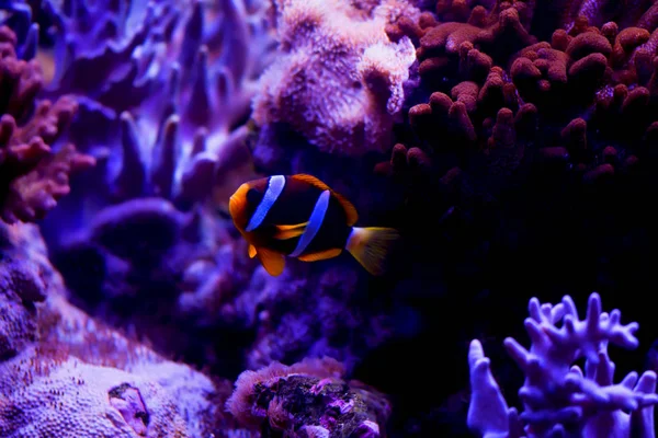 Ocellaris Clownfish Amphiprion Ocellaris Más También Conocido Como Falso Pez — Foto de Stock