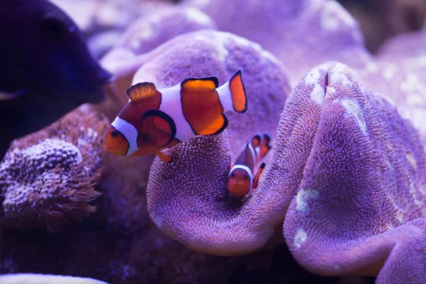 Ocellaris Clownfish Amphiprion Ocellaris Más También Conocido Como Falso Pez — Foto de Stock