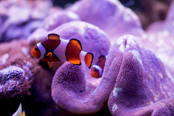 Ocellaris Clownfish Amphiprion Ocellaris Más También Conocido Como Falso Pez — Foto de Stock