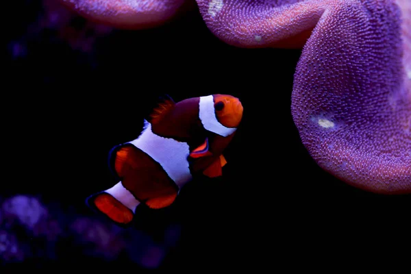 Ocellaris Clownfish Amphiprion Ocellaris Más También Conocido Como Falso Pez —  Fotos de Stock
