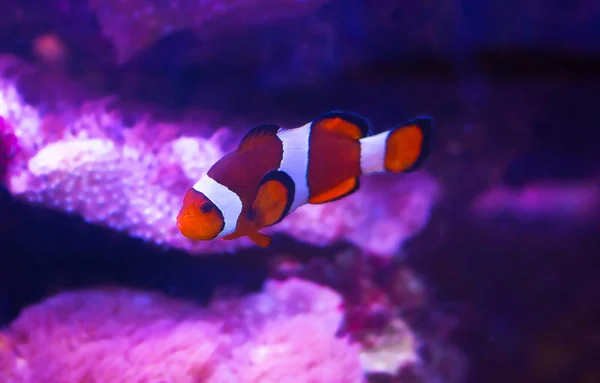 Ocellaris Clownfish Amphiprion Ocellaris Más También Conocido Como Falso Pez — Foto de Stock