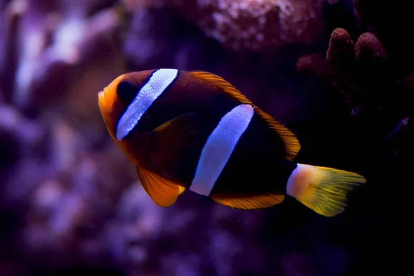 Ocellaris Clownfish Amphiprion Ocellaris Más También Conocido Como Falso Pez — Foto de Stock