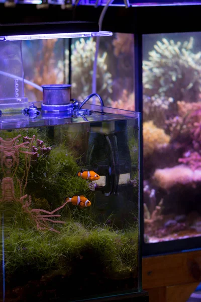 Ocellaris Clownfish Amphiprion Ocellaris Enemmän Joka Tunnetaan Myös Nimellä False — kuvapankkivalokuva
