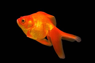 Akvaryumdaki Japon Balığı - Carassius Auratus