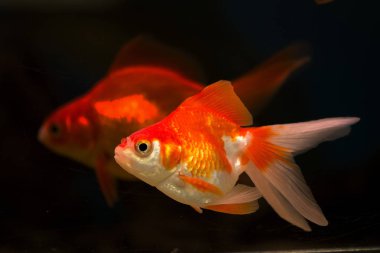 Akvaryumdaki Japon Balığı - Carassius Auratus