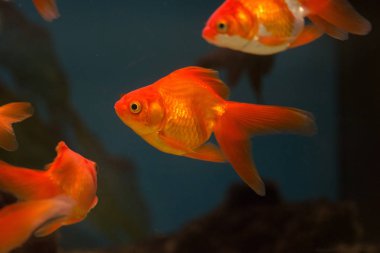 Akvaryumdaki Japon Balığı - Carassius Auratus