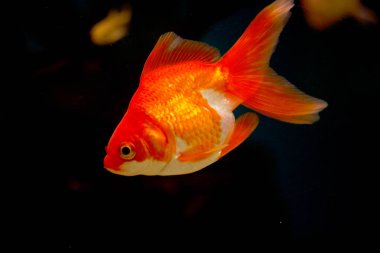 Akvaryumdaki Japon Balığı - Carassius Auratus