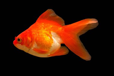 Akvaryumdaki Japon Balığı - Carassius Auratus