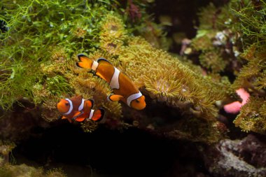 Ocellaris palyaço balığı, Amphiprion ocellaris (ve daha fazlası), ayrıca sahte perküla palyaço balığı ya da sıradan palyaço balığı olarak da bilinir.