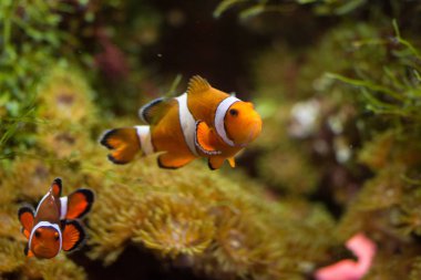 Ocellaris palyaço balığı, Amphiprion ocellaris (ve daha fazlası), ayrıca sahte perküla palyaço balığı ya da sıradan palyaço balığı olarak da bilinir.