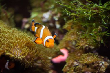 Ocellaris palyaço balığı, Amphiprion ocellaris (ve daha fazlası), ayrıca sahte perküla palyaço balığı ya da sıradan palyaço balığı olarak da bilinir.