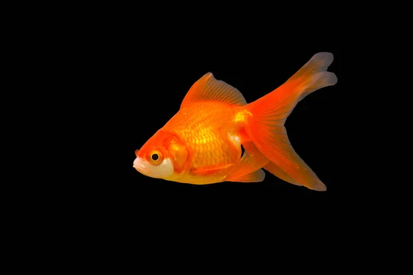 Goldfish Aquarium Carassius Auratus — Stock Photo, Image