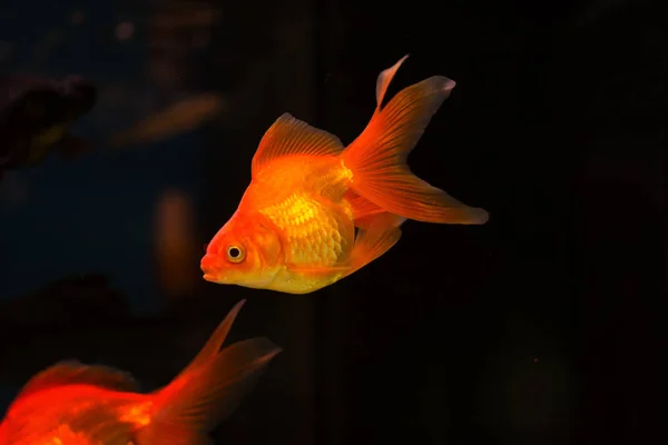 Peixe Dourado Aquário Carassius Auratus — Fotografia de Stock