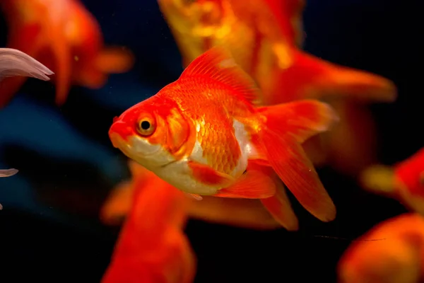 Goldfisch Aquarium Carassius Auratus — Stockfoto