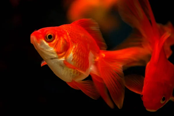 Peixe Dourado Aquário Carassius Auratus — Fotografia de Stock