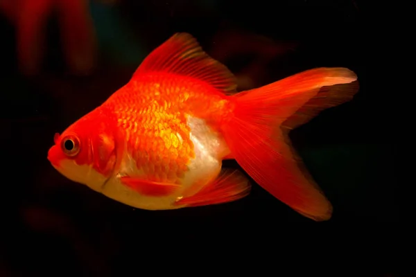 Poisson Rouge Dans Aquarium Carassius Auratus — Photo