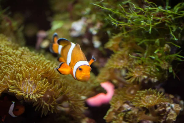 Ocellaris Clownfish Amphiprion Ocellaris Más También Conocido Como Falso Pez — Foto de Stock