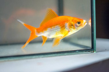 Akvaryumdaki Japon Balığı - Carassius Auratus