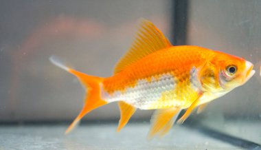 Akvaryumdaki Japon Balığı - Carassius Auratus