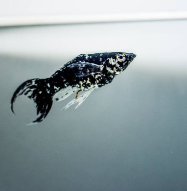 Tatlı su akvaryum balığı, Siyah / Turuncu Molly (Poecilia sphenops)