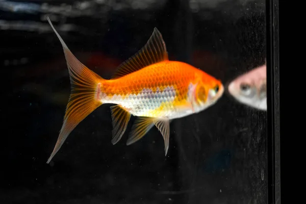 Pez Dorado Acuario Carassius Auratus — Foto de Stock