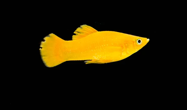 Freshwater Aquarium Fish Black Orange Molly Poecilia Sphenops — Stock Photo, Image