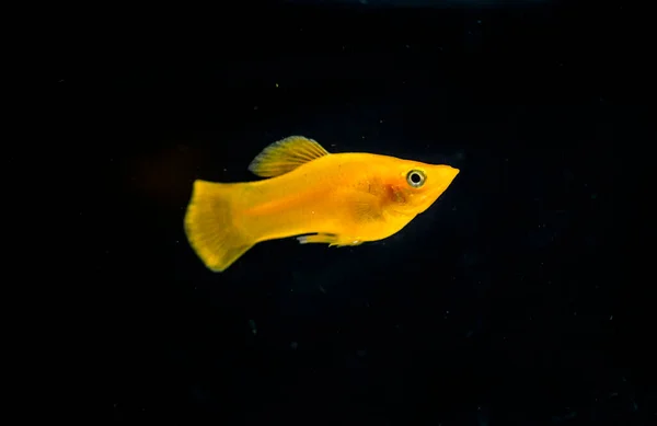 Peixes Aquário Água Doce Molly Preto Laranja Poecilia Sphenops — Fotografia de Stock