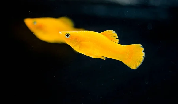 淡水水族馆鱼 橙色软体动物 Poecilia Sphenops — 图库照片