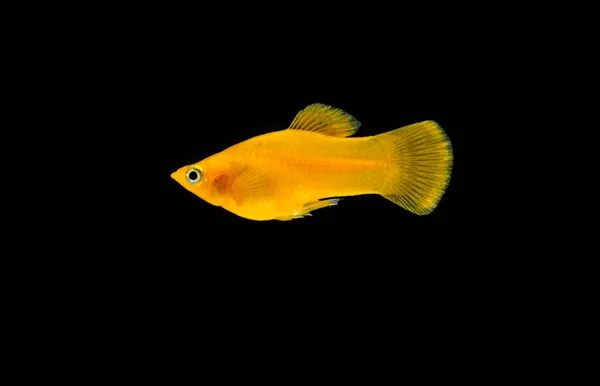 Freshwater Aquarium Fish Black Orange Molly Poecilia Sphenops — Stock Photo, Image