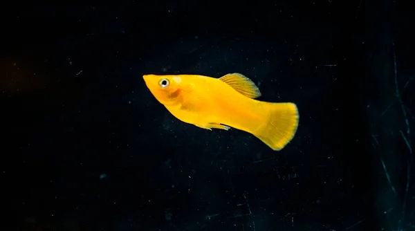 Süßwasser Aquarienfische Der Schwarz Orange Molly Poecilia Sphenops — Stockfoto