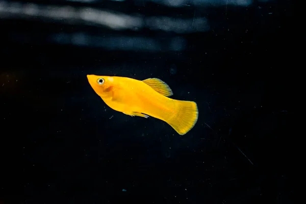 淡水水族館魚 オレンジ色のモリ ポエチリア スヘノープス — ストック写真