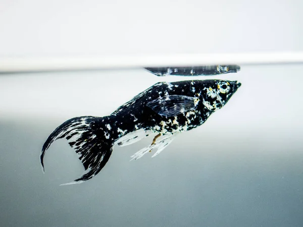 Tatlı Akvaryum Balığı Siyah Turuncu Molly Poecilia Sphenops — Stok fotoğraf
