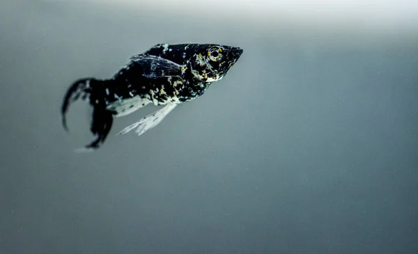 Tatlı Akvaryum Balığı Siyah Turuncu Molly Poecilia Sphenops — Stok fotoğraf