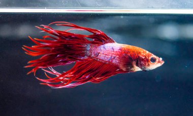 Savaşçı Siyam Balığı (Betta ihtişamlı), diğer adıyla Beta Balığı