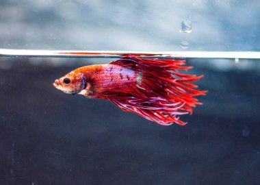 Savaşçı Siyam Balığı (Betta ihtişamlı), diğer adıyla Beta Balığı