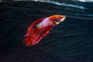 Savaşçı Siyam Balığı (Betta ihtişamlı), diğer adıyla Beta Balığı