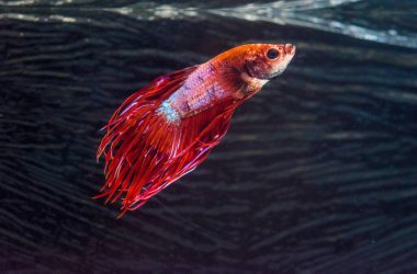 Savaşçı Siyam Balığı (Betta ihtişamlı), diğer adıyla Beta Balığı