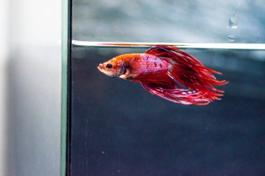 Savaşçı Siyam Balığı (Betta ihtişamlı), diğer adıyla Beta Balığı